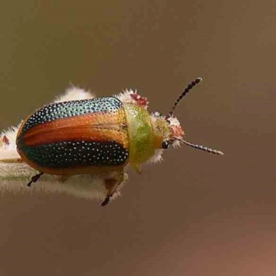 Calomela parilis (Leaf beetle) at Acton, ACT - 10 Mar 2024 by ConBoekel
