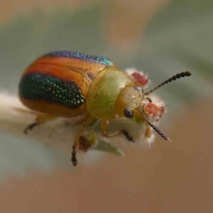 Calomela parilis at Undefined Area - 11 Mar 2024 09:52 AM