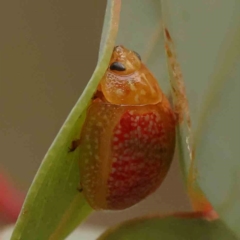 Paropsisterna fastidiosa (Eucalyptus leaf beetle) at Acton, ACT - 10 Mar 2024 by ConBoekel