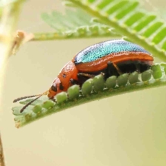 Calomela curtisi (Acacia leaf beetle) at ANBG South Annex - 11 Mar 2024 by ConBoekel