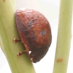 Trachymela sp. (genus) (Brown button beetle) at Acton, ACT - 10 Mar 2024 by ConBoekel