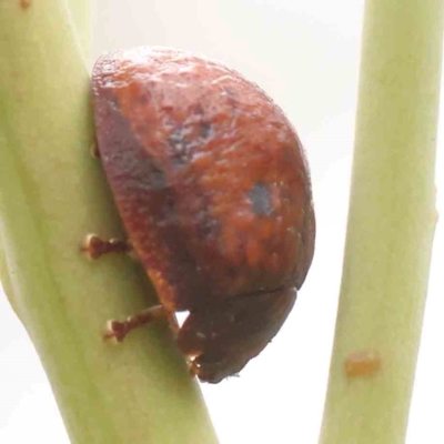 Trachymela sp. (genus) (Brown button beetle) at ANBG South Annex - 10 Mar 2024 by ConBoekel