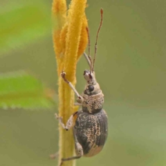 Unidentified Weevil (Curculionoidea) at ANBG South Annex - 10 Mar 2024 by ConBoekel