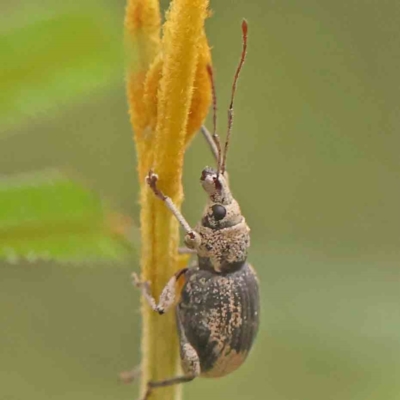 Unidentified Weevil (Curculionoidea) at Acton, ACT - 10 Mar 2024 by ConBoekel