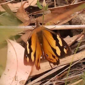 Heteronympha merope at Undefined Area - 11 Mar 2024 10:05 AM