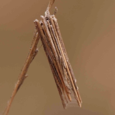 Oecobia frauenfeldi (Frauenfeld's Casemoth) at ANBG South Annex - 10 Mar 2024 by ConBoekel