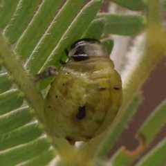 Calomela sp. (genus) (Acacia leaf beetle) at ANBG South Annex - 10 Mar 2024 by ConBoekel
