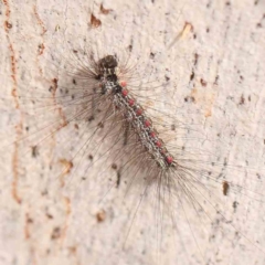 Anestia (genus) (A tiger moth) at Acton, ACT - 10 Mar 2024 by ConBoekel