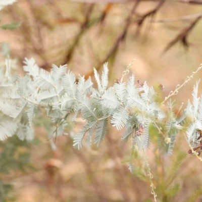 Acacia baileyana (Cootamundra Wattle, Golden Mimosa) at Black Mountain NR (BMS) - 11 Mar 2024 by ConBoekel