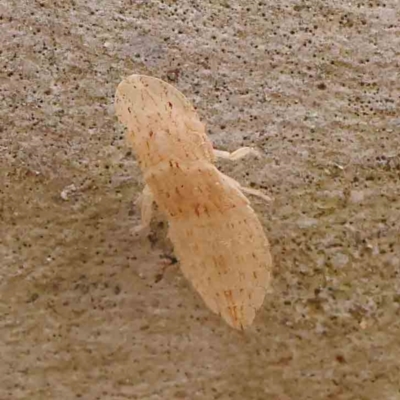 Ledromorpha planirostris (A leafhopper) at ANBG South Annex - 10 Mar 2024 by ConBoekel