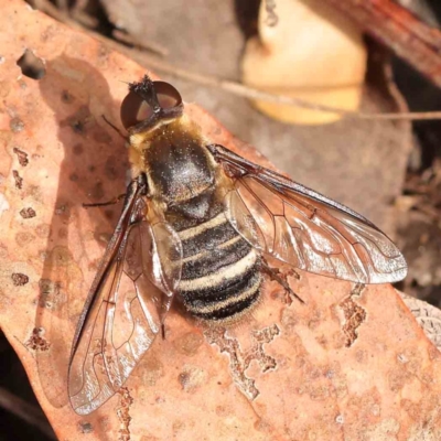 Villa sp. (genus) (Unidentified Villa bee fly) at Black Mountain NR (BMS) - 10 Mar 2024 by ConBoekel