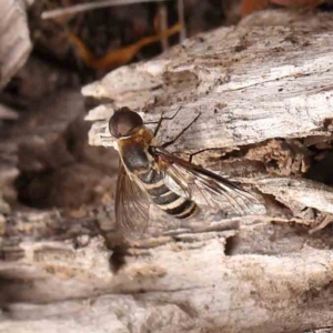 Villa sp. (genus) at Undefined Area - 11 Mar 2024 09:57 AM