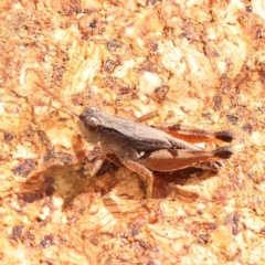 Phaulacridium vittatum (Wingless Grasshopper) at ANBG South Annex - 11 Mar 2024 by ConBoekel