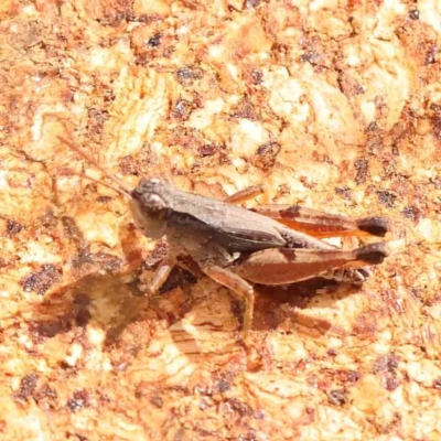 Phaulacridium vittatum (Wingless Grasshopper) at ANBG South Annex - 11 Mar 2024 by ConBoekel