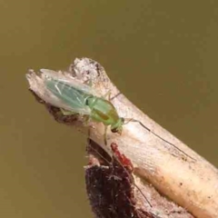 Chironomidae (family) (Non-biting Midge) at Acton, ACT - 11 Mar 2024 by ConBoekel