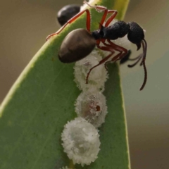 Unidentified Psyllid, lerp, aphid or whitefly (Hemiptera, several families) at Acton, ACT - 10 Mar 2024 by ConBoekel