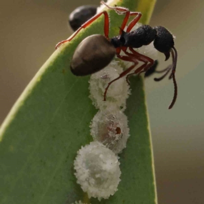 Glycaspis sp. (genus) at Black Mountain NR (BMS) - 10 Mar 2024 by ConBoekel