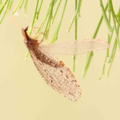 Stenosmylus tenuis (Osmylid lacewing) at ANBG South Annex - 11 Mar 2024 by ConBoekel
