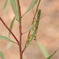 Pseudomantis albofimbriata (False garden mantis) at Acton, ACT - 10 Mar 2024 by ConBoekel