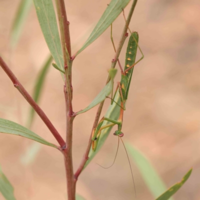 Pseudomantis albofimbriata (False garden mantis) at ANBG South Annex - 11 Mar 2024 by ConBoekel