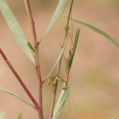 Pseudomantis albofimbriata at ANBG South Annex - 11 Mar 2024