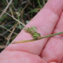 Carex inversa (Knob Sedge) at Bonner, ACT - 4 Nov 2023 by MichaelBedingfield