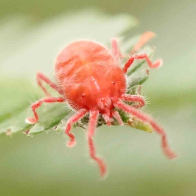 Trombidiidae (family) (Red velvet mite) at Acton, ACT - 10 Mar 2024 by ConBoekel