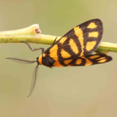 Asura lydia (Lydia Lichen Moth) at ANBG South Annex - 10 Mar 2024 by ConBoekel