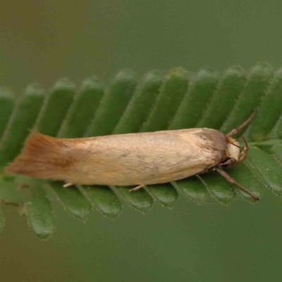 Phauloplana illuta (A concealer moth) at ANBG South Annex - 10 Mar 2024 by ConBoekel