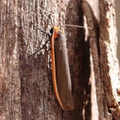 Palaeosia bicosta (Two-ribbed Footman) at Acton, ACT - 11 Mar 2024 by ConBoekel