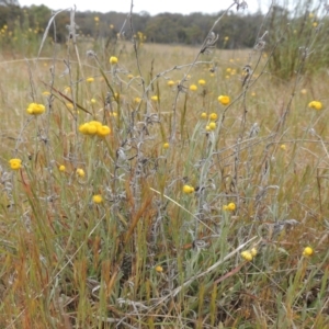 Chrysocephalum apiculatum at Mulligans Flat - 4 Nov 2023 02:51 PM