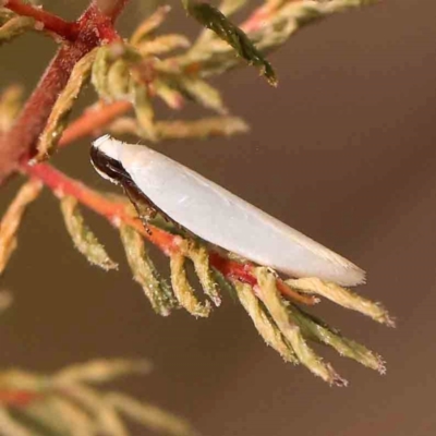 Scieropepla polyxesta (A Gelechioid moth (Xyloryctidae)) at ANBG South Annex - 11 Mar 2024 by ConBoekel