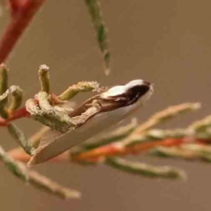 Scieropepla polyxesta at ANBG South Annex - 11 Mar 2024