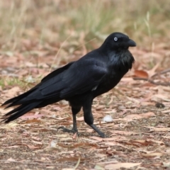 Corvus coronoides (Australian Raven) at Higgins, ACT - 12 Mar 2024 by Trevor