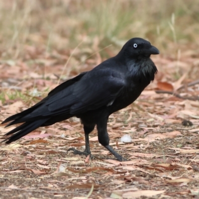 Corvus coronoides (Australian Raven) at Higgins Woodland - 12 Mar 2024 by Trevor