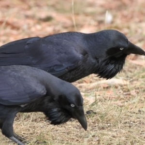 Corvus coronoides at Higgins Woodland - 13 Mar 2024 09:09 AM