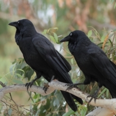 Corvus coronoides at Higgins Woodland - 13 Mar 2024 09:09 AM