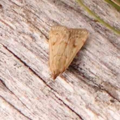 Achyra (genus) (Unidentified Achyra) at ANBG South Annex - 10 Mar 2024 by ConBoekel