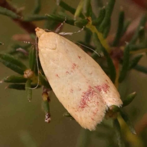 Heteroteucha occidua at Black Mountain NR (BMS) - 11 Mar 2024