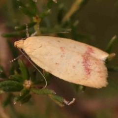 Heteroteucha occidua at Black Mountain NR (BMS) - 11 Mar 2024