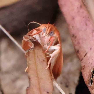 Garrha pudica (Modest Dullmoth) at ANBG South Annex - 11 Mar 2024 by ConBoekel