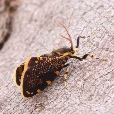 Cebysa leucotelus (Australian Bagmoth) at Acton, ACT - 11 Mar 2024 by ConBoekel