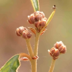 Pomaderris intermedia (Golden Pomaderris) at ANBG South Annex - 11 Mar 2024 by ConBoekel