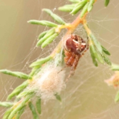 Araneus albotriangulus (White-triangle orb weaver) at Acton, ACT - 10 Mar 2024 by ConBoekel