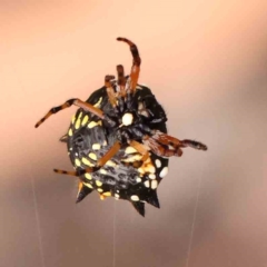 Austracantha minax (Christmas Spider, Jewel Spider) at Acton, ACT - 10 Mar 2024 by ConBoekel