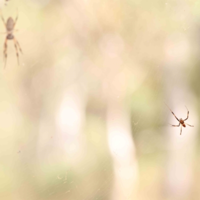 Trichonephila edulis (Golden orb weaver) at ANBG South Annex - 11 Mar 2024 by ConBoekel