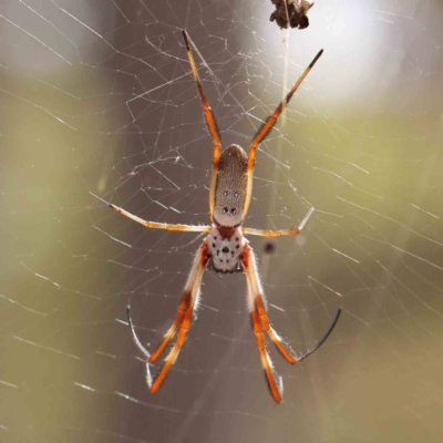 Trichonephila edulis (Golden orb weaver) at Acton, ACT - 11 Mar 2024 by ConBoekel