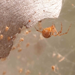 Cryptachaea veruculata (Diamondback comb-footed spider) at ANBG South Annex - 11 Mar 2024 by ConBoekel