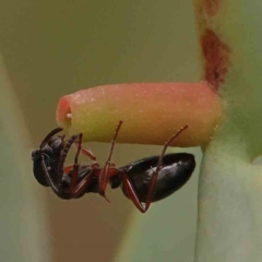 Dolichoderus scabridus (Dolly ant) at ANBG South Annex - 10 Mar 2024 by ConBoekel