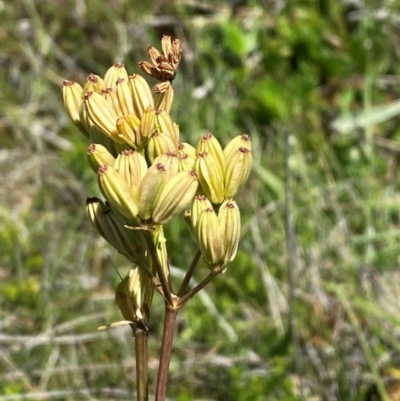 Aciphylla simplicifolia (Mountain Aciphyll) at Kosciuszko National Park - 29 Jan 2024 by Tapirlord